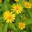 Melampodium paludosum 'Showstar'